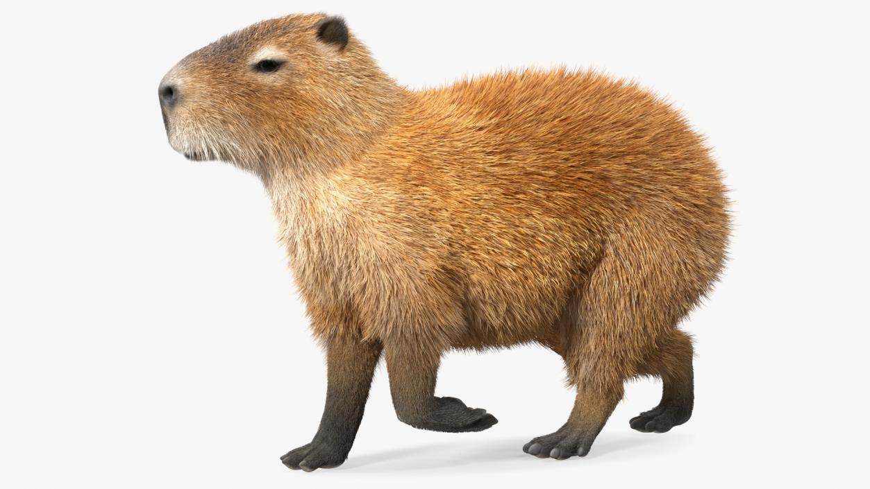 3D model Capybara Eating Pose