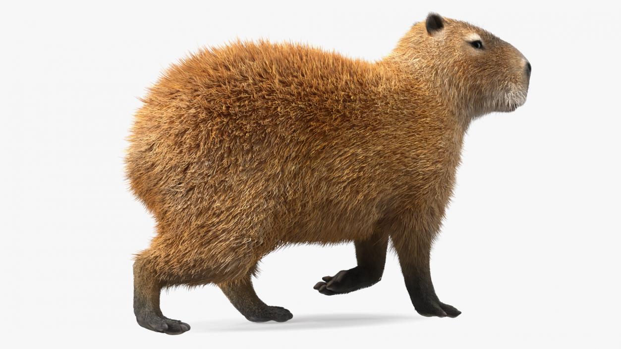 3D model Capybara Eating Pose