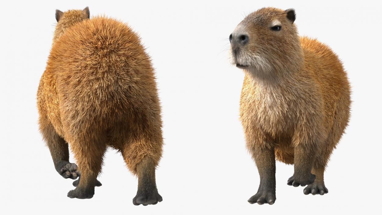 3D model Capybara Eating Pose