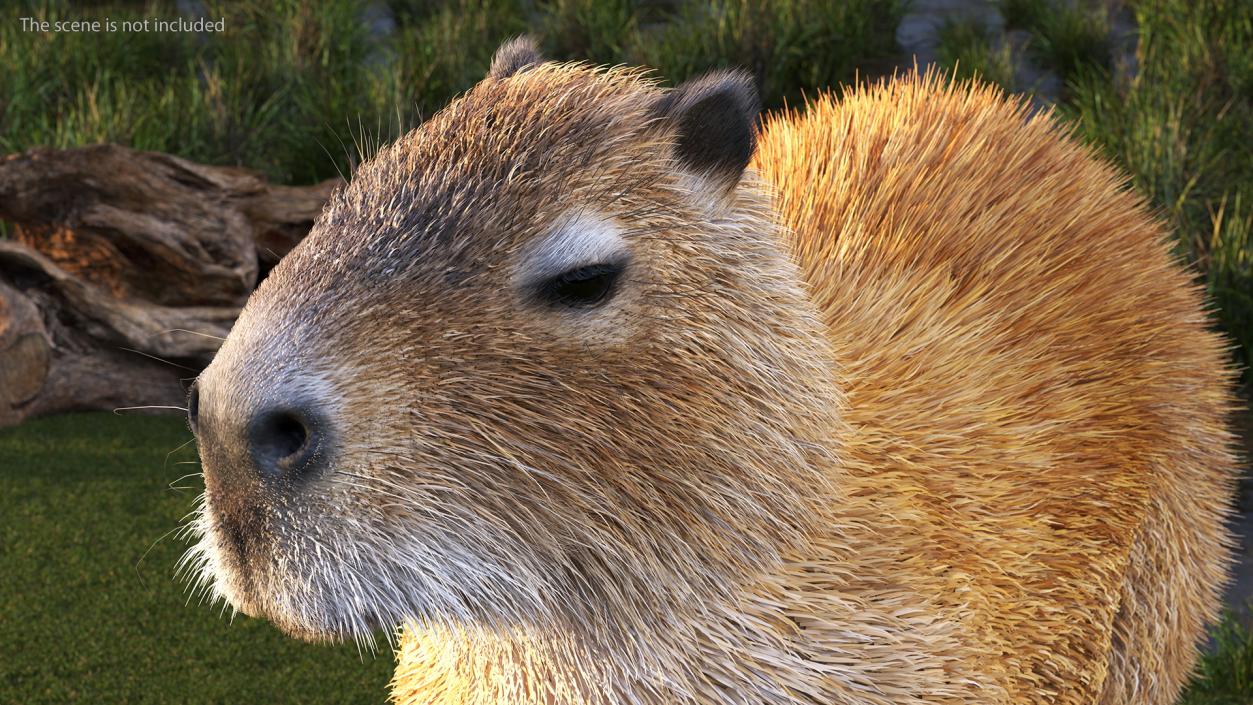 3D model Capybara Eating Pose