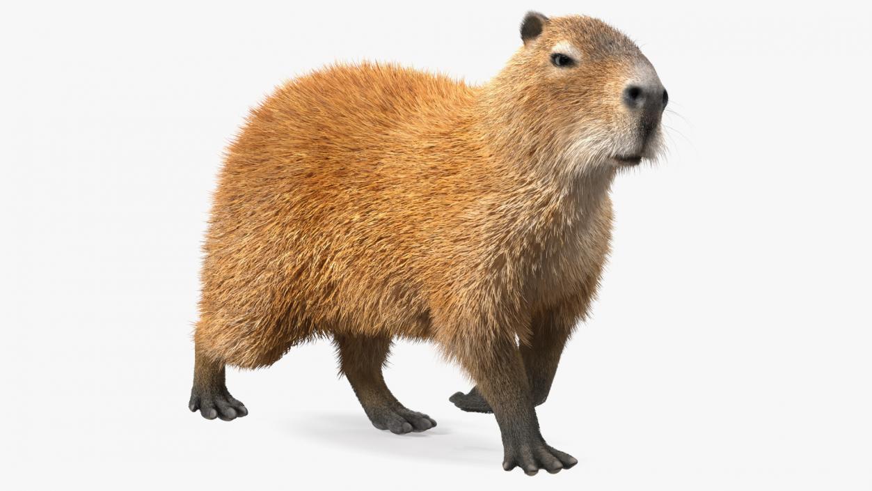 3D model Capybara Eating Pose