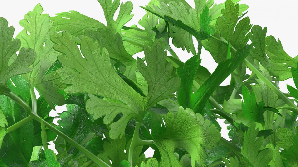 Bunch of Parsley Bandaged Fur 3D model