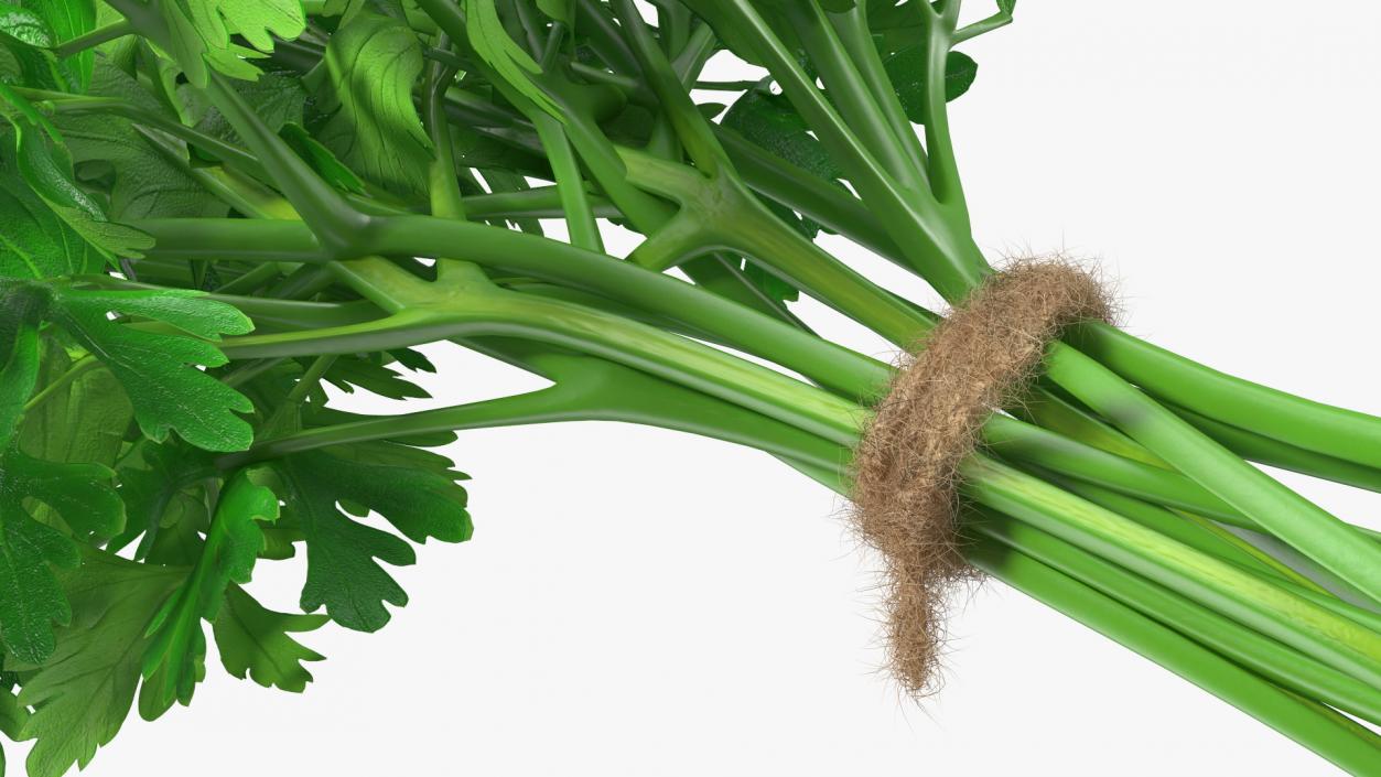 Bunch of Parsley Bandaged Fur 3D model