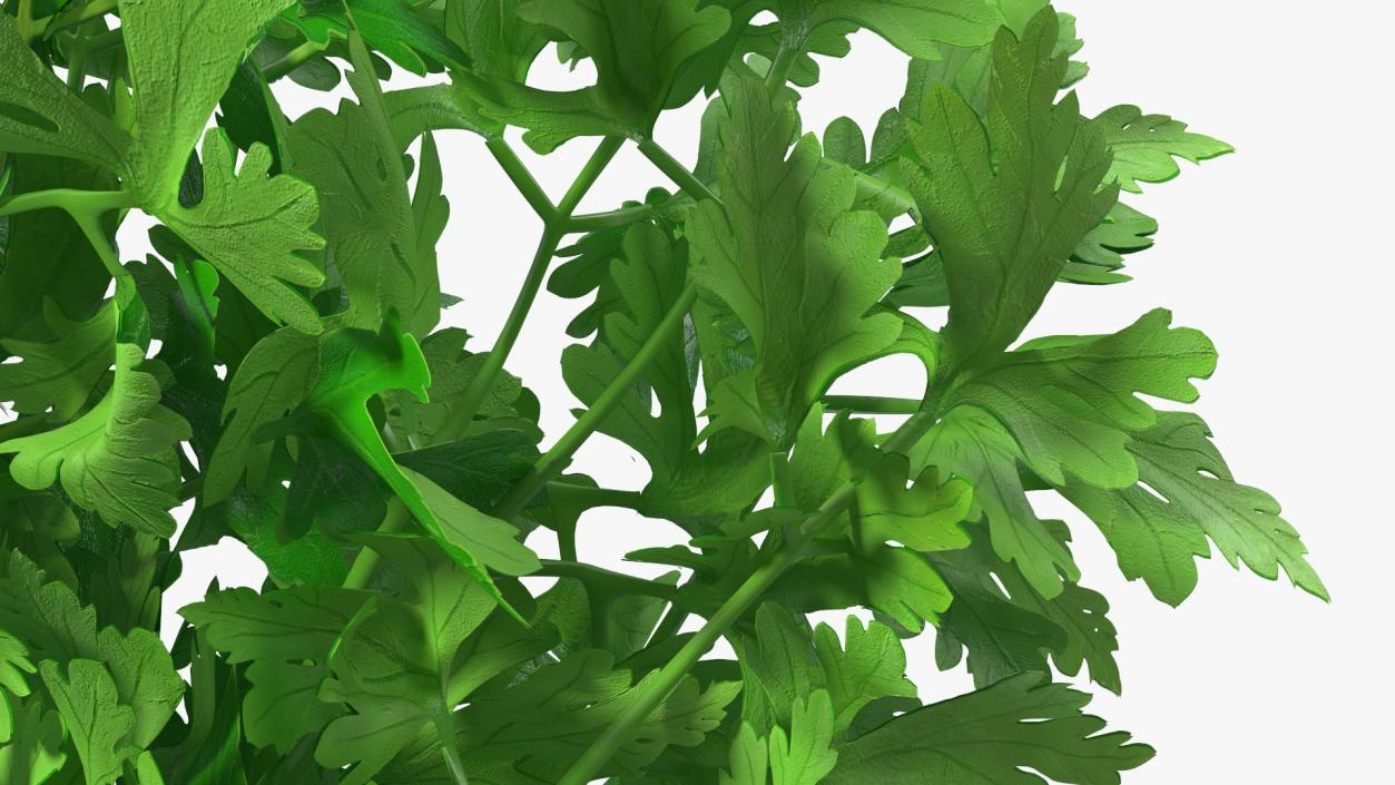 Bunch of Parsley Bandaged Fur 3D model