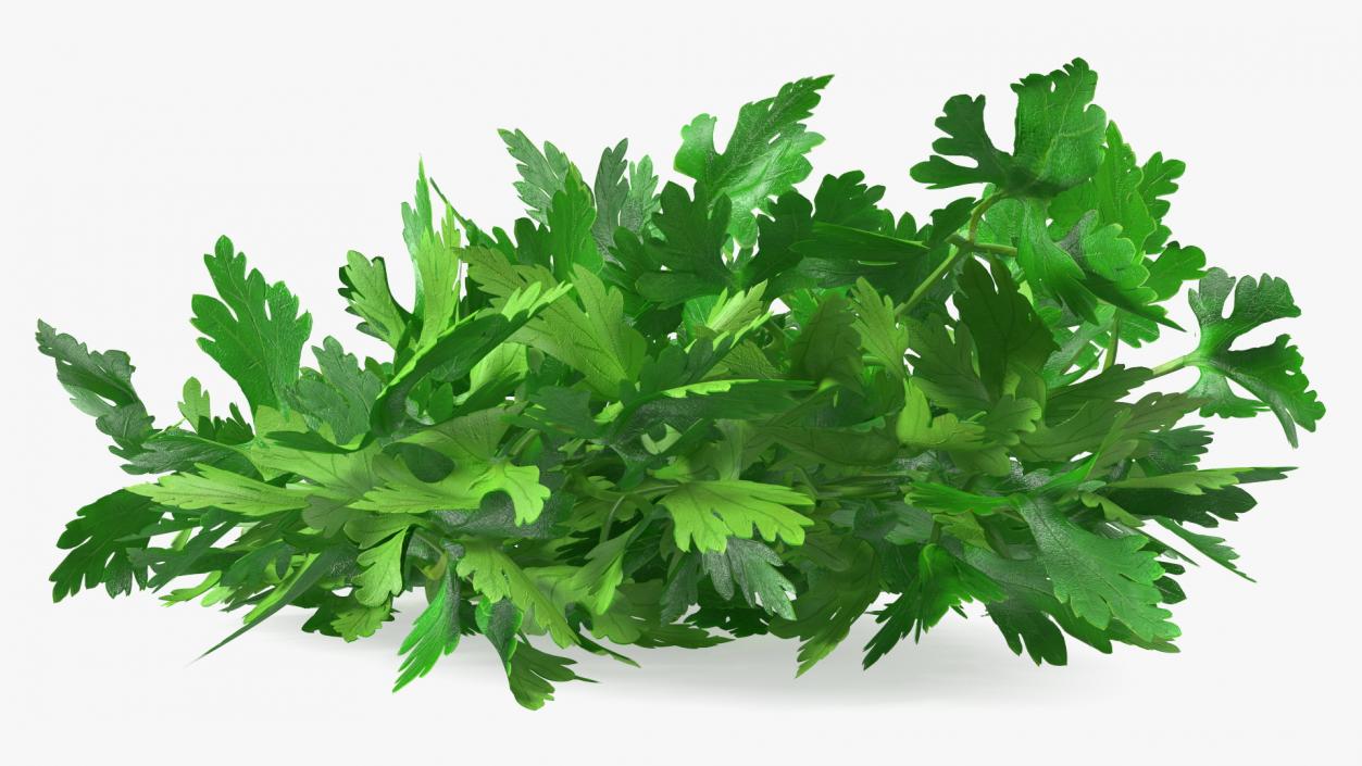 Bunch of Parsley Bandaged Fur 3D model