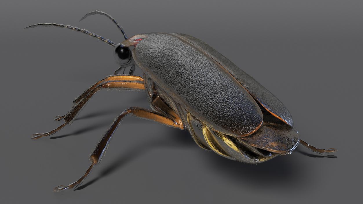 3D Eastern Firefly Crawling Pose Fur model