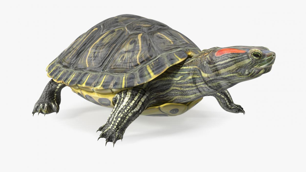 Red Eared Slider Rigged for Maya 3D