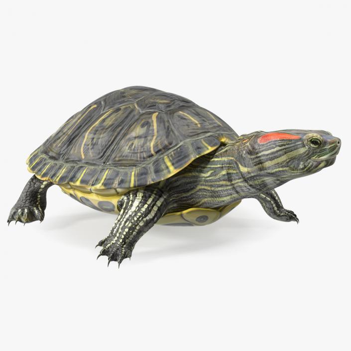 Red Eared Slider Rigged for Maya 3D