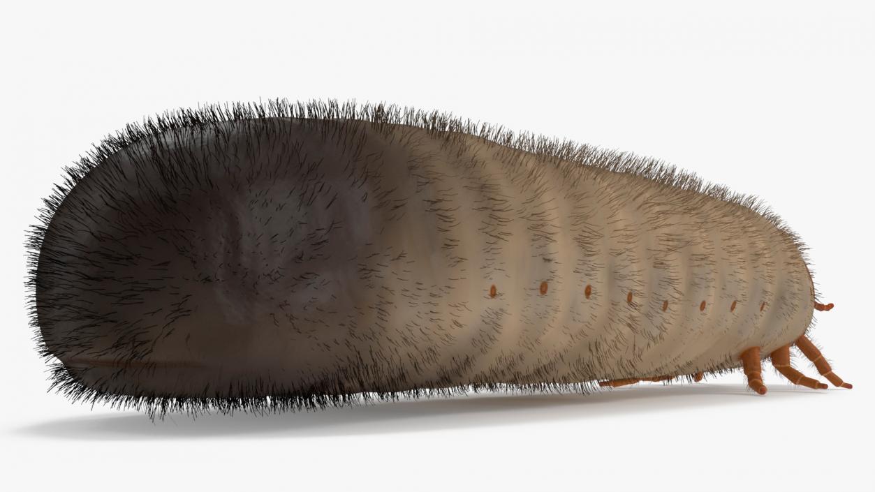 3D Maggot May Bug Fur model