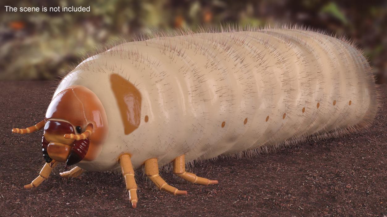 3D Maggot May Bug Fur model