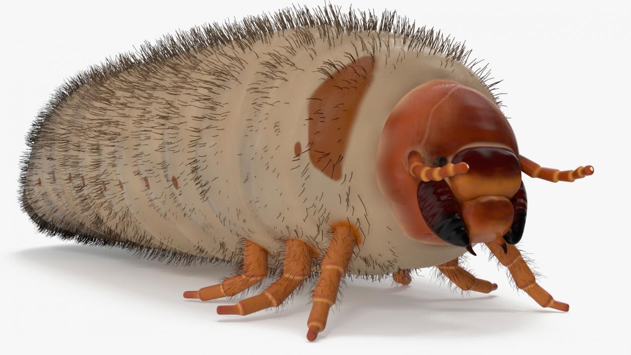 3D Maggot May Bug Fur model