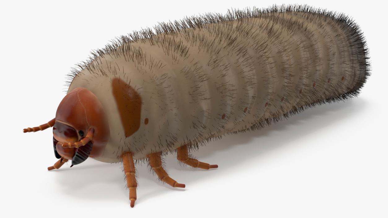 3D Maggot May Bug Fur model