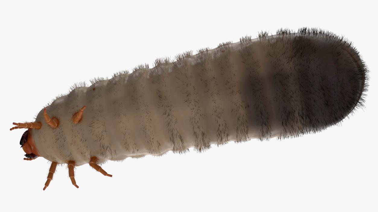 3D Maggot May Bug Fur model