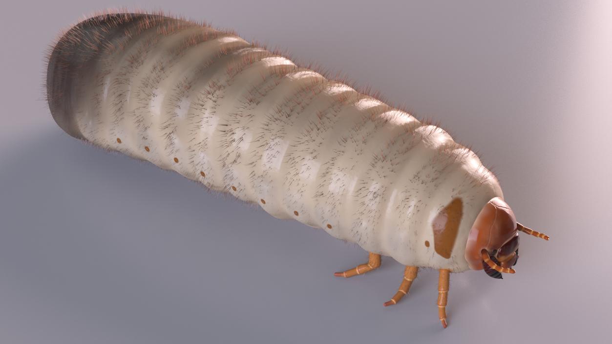 3D Maggot May Bug Fur model