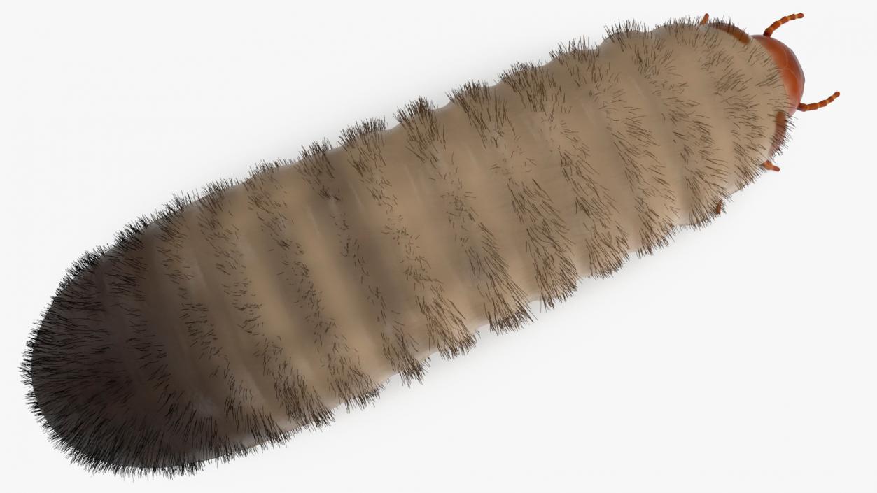 3D Maggot May Bug Fur model