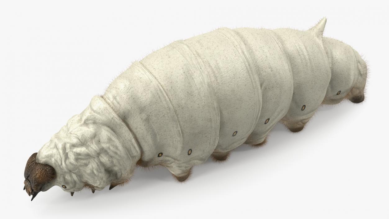 Silkworms Fur Collection 3D model