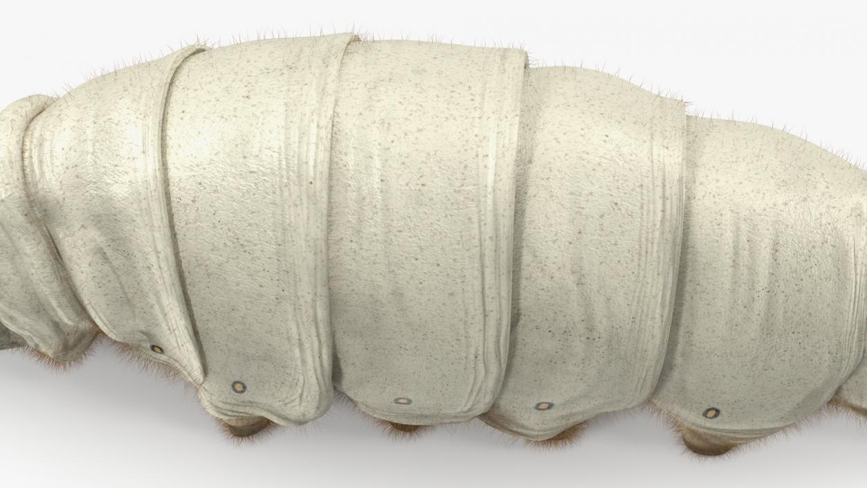 Silkworms Fur Collection 3D model