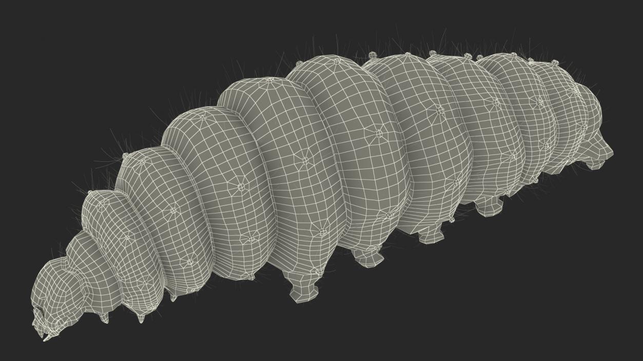 Silkworms Fur Collection 3D model