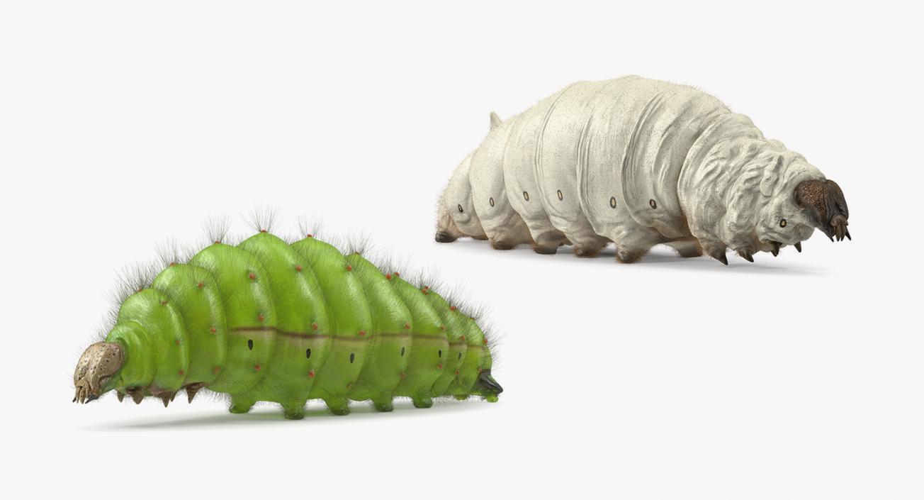 Silkworms Fur Collection 3D model