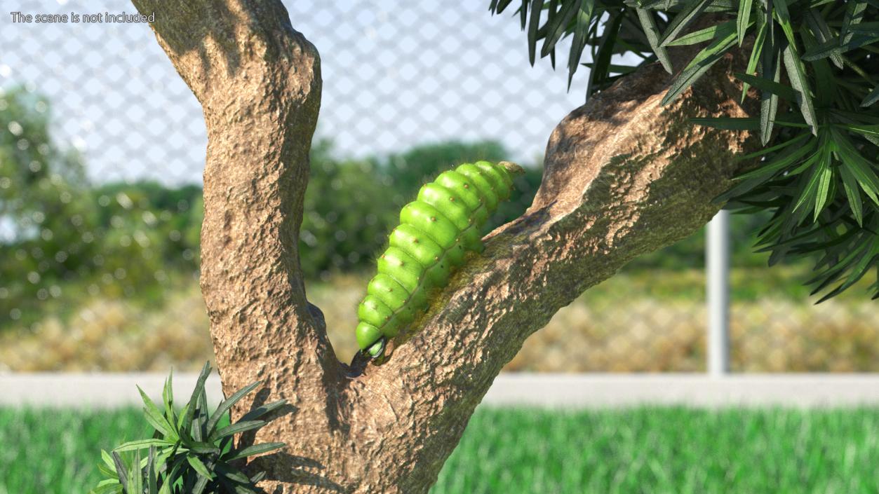 Silkworms Fur Collection 3D model