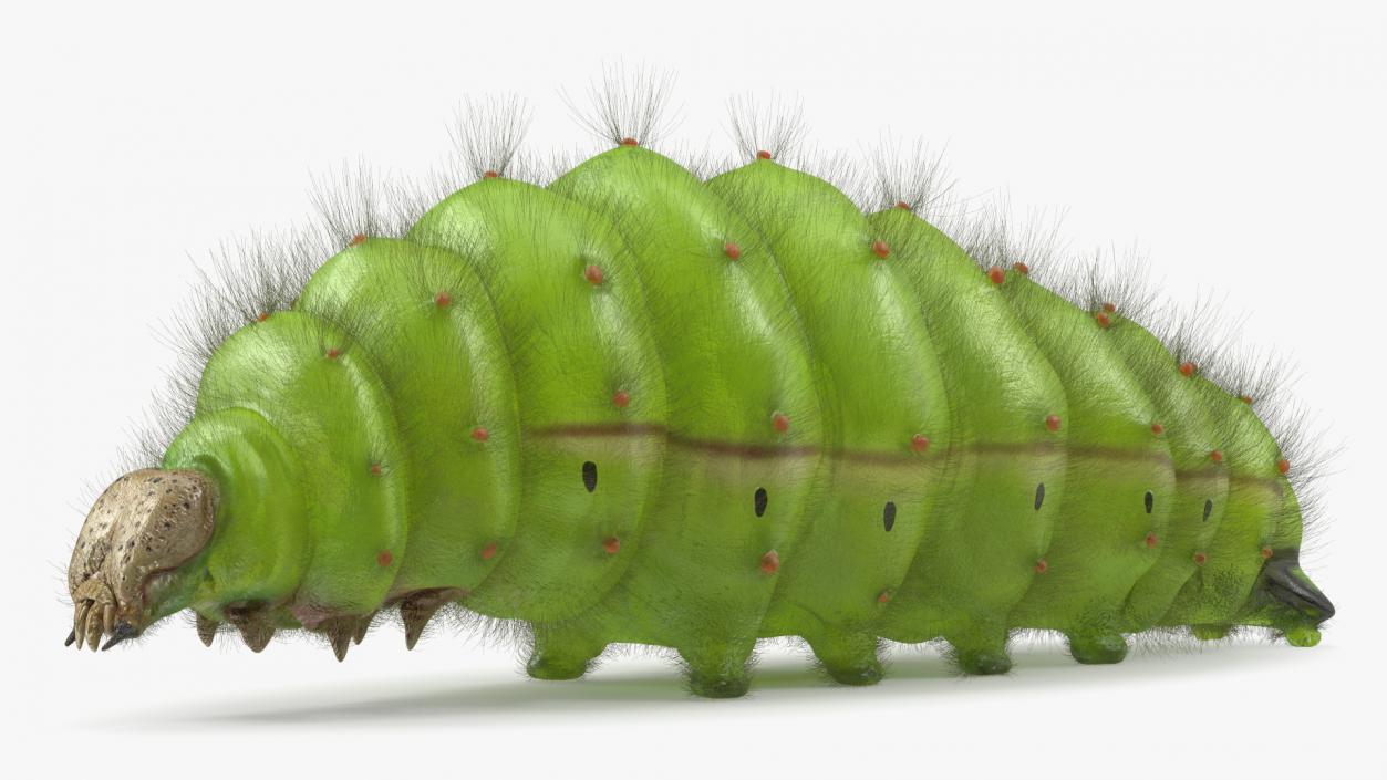 Silkworms Fur Collection 3D model