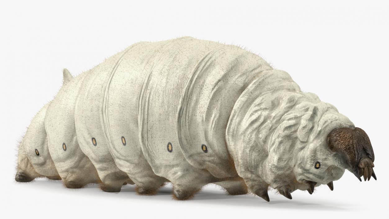 Silkworms Fur Collection 3D model