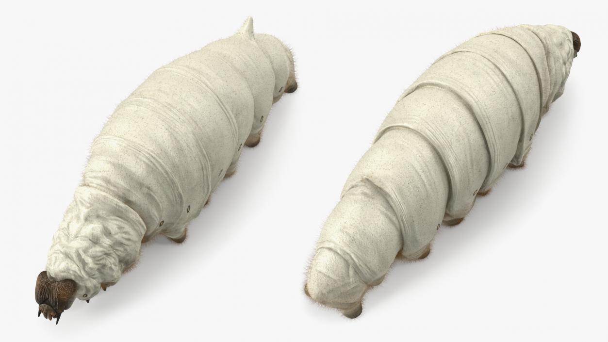 Silkworms Fur Collection 3D model