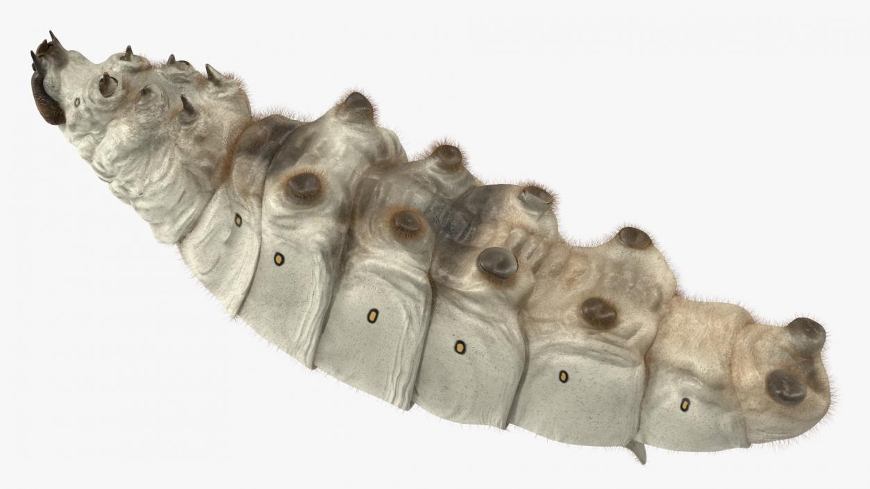 Silkworms Fur Collection 3D model