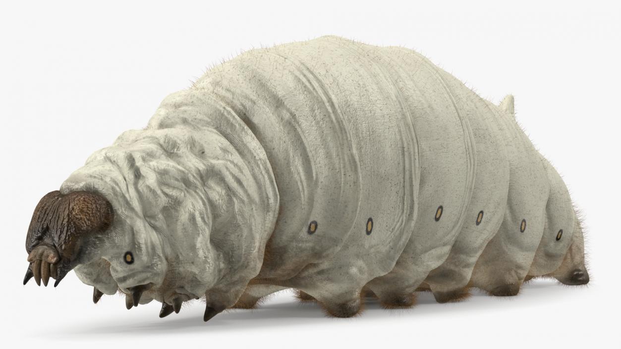 Silkworms Fur Collection 3D model