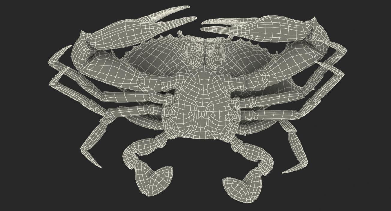 3D model Atlantic Blue Crab Rigged