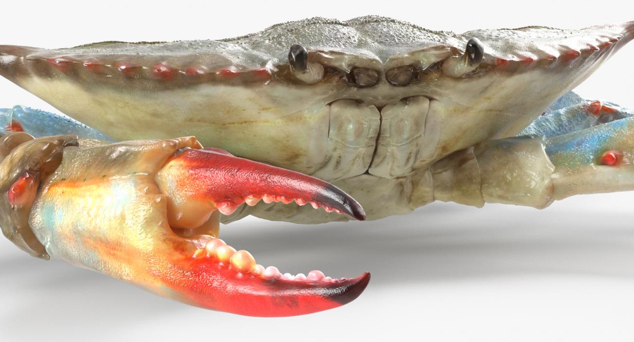 3D model Atlantic Blue Crab Rigged