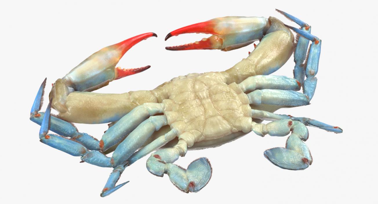 3D model Atlantic Blue Crab Rigged