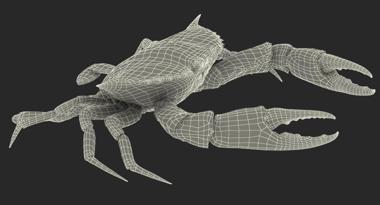 3D model Atlantic Blue Crab Rigged