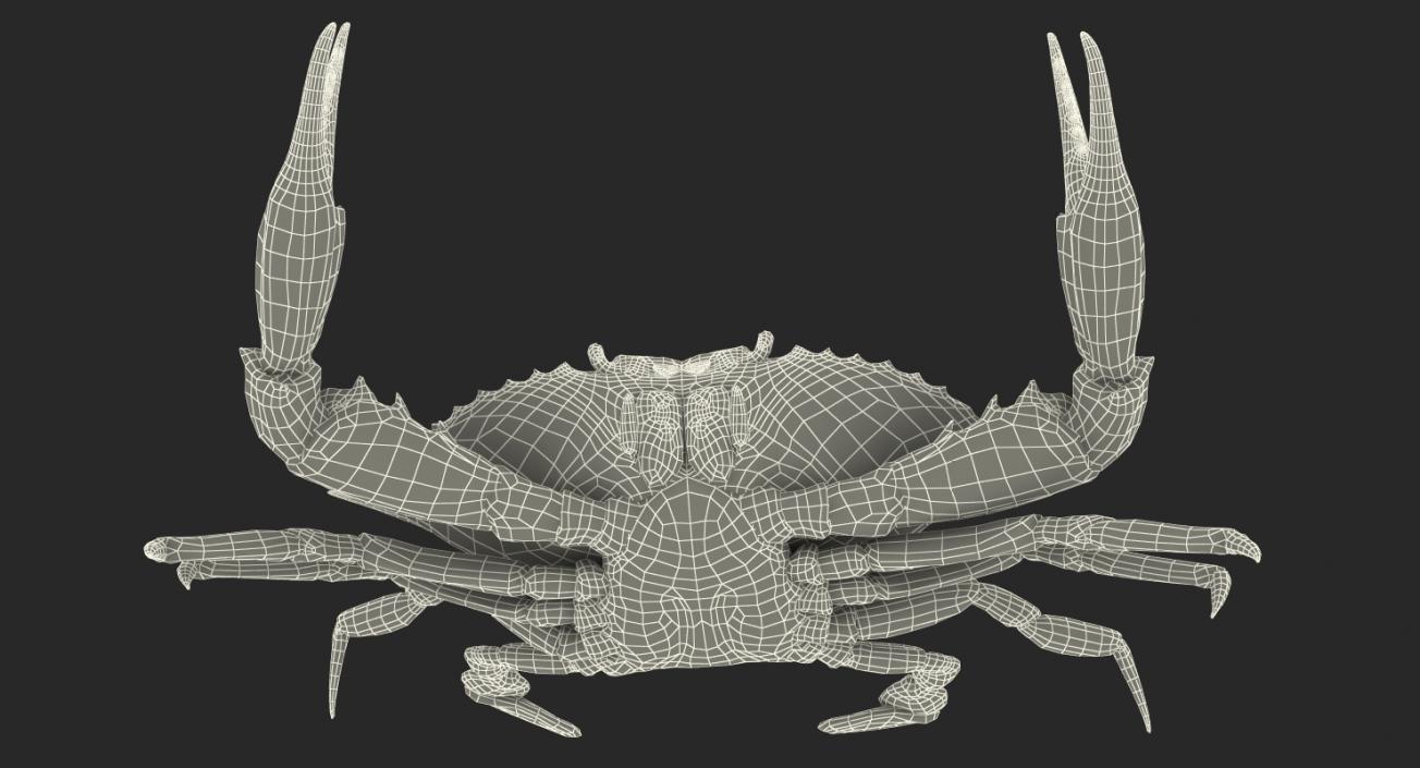 3D model Atlantic Blue Crab Rigged