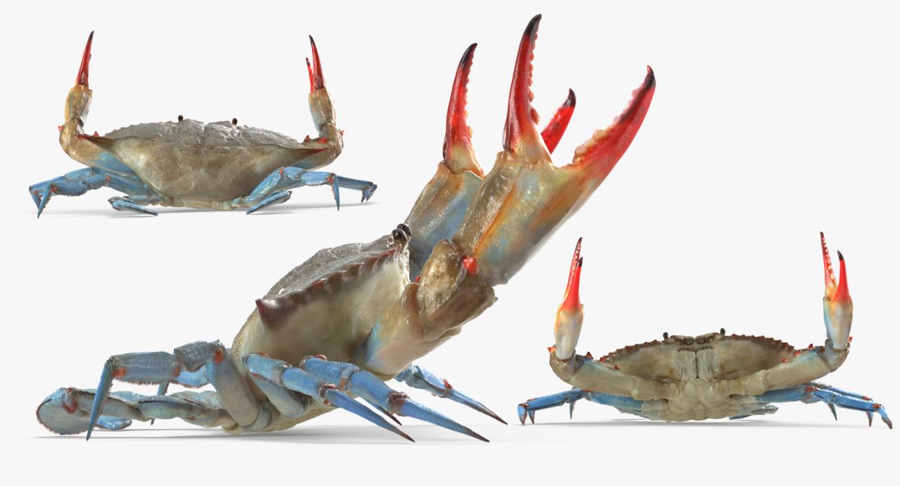 3D model Atlantic Blue Crab Rigged