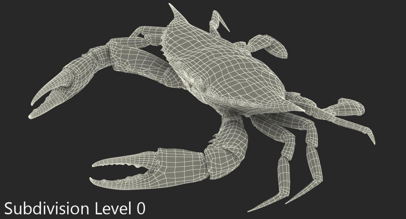 3D model Atlantic Blue Crab Rigged