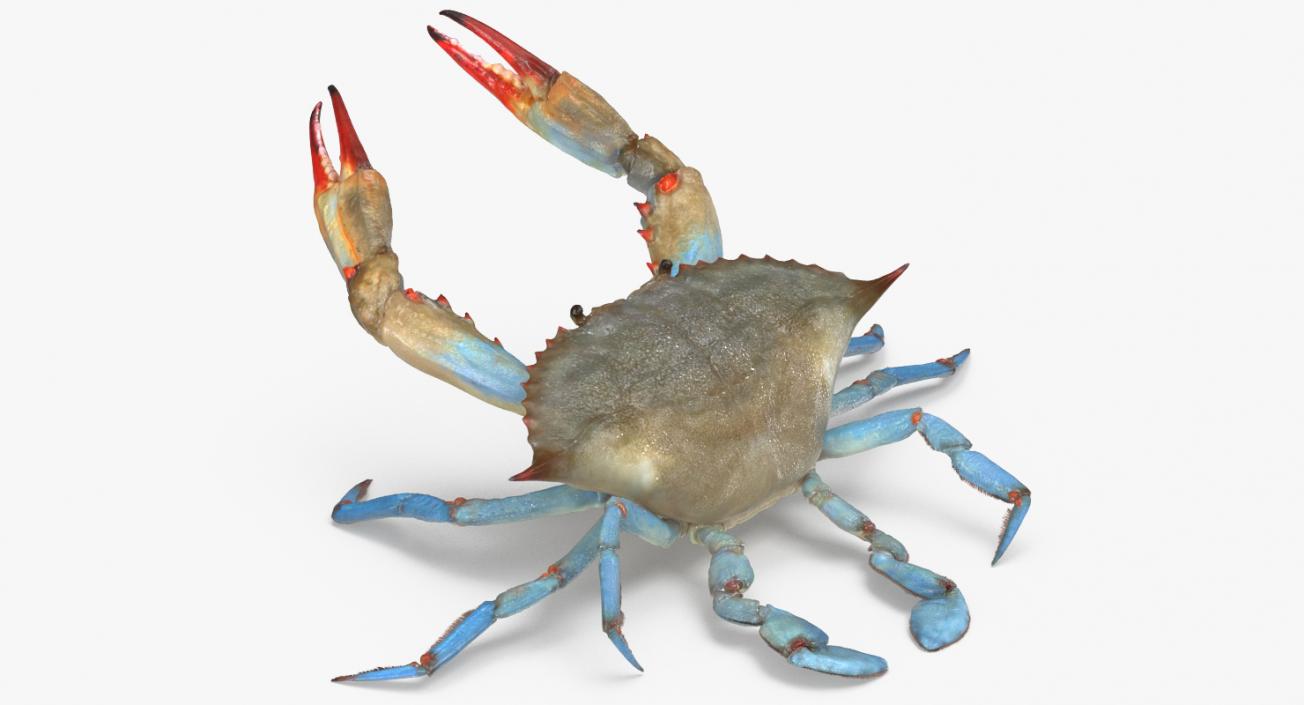 3D model Atlantic Blue Crab Rigged