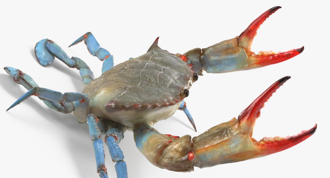 3D model Atlantic Blue Crab Rigged