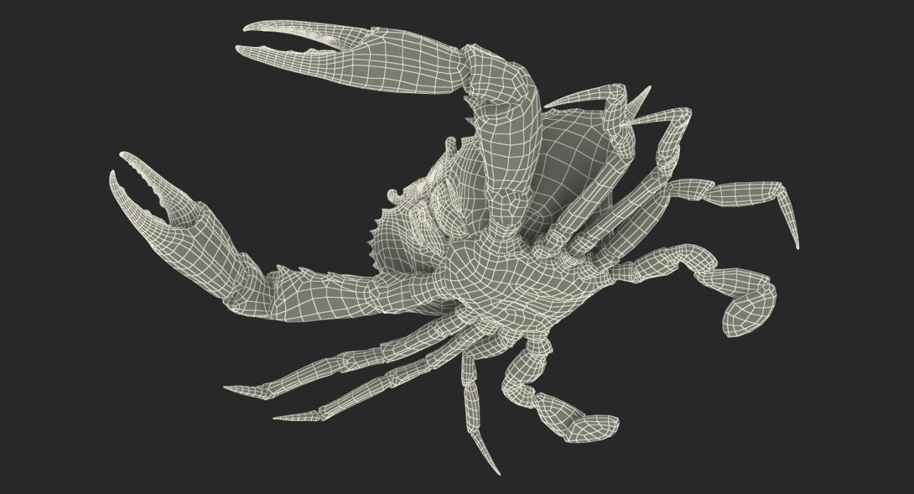 3D model Atlantic Blue Crab Rigged