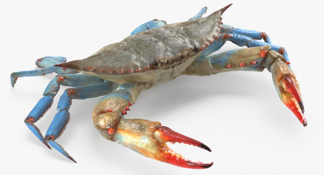 3D model Atlantic Blue Crab Rigged