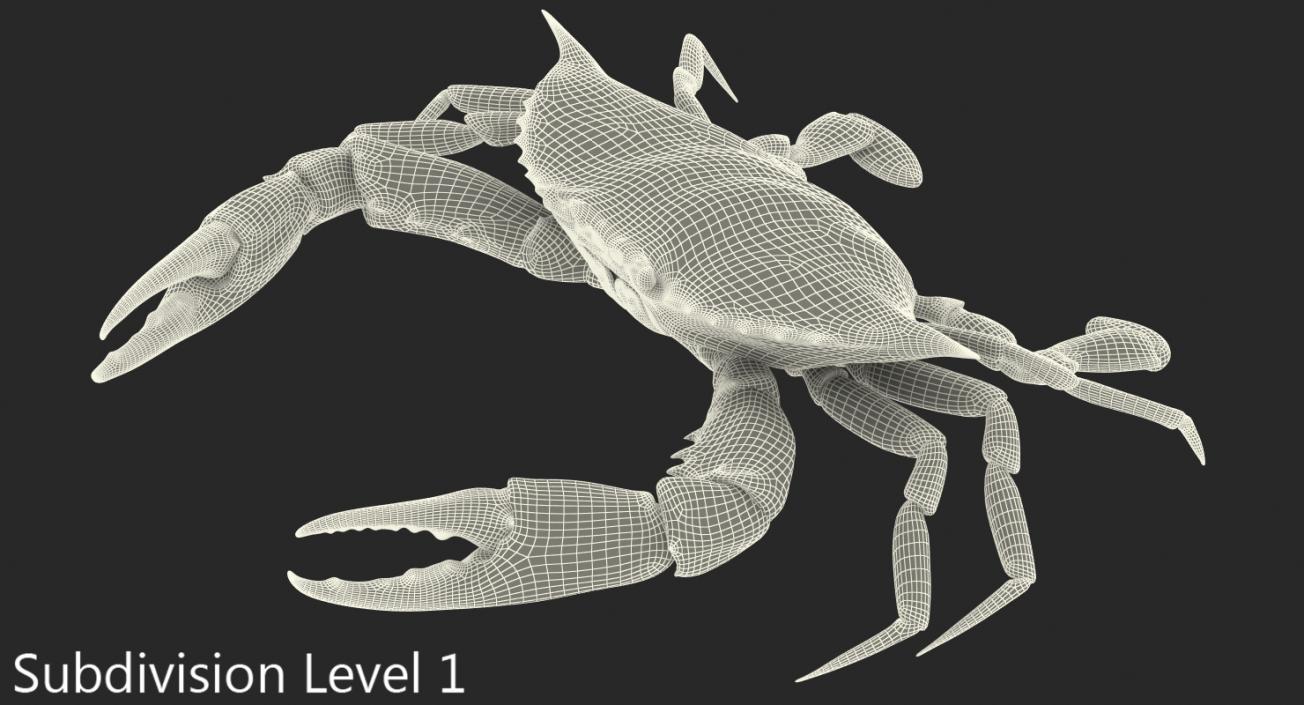 3D model Atlantic Blue Crab Rigged