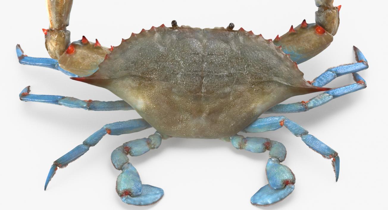 3D model Atlantic Blue Crab Rigged