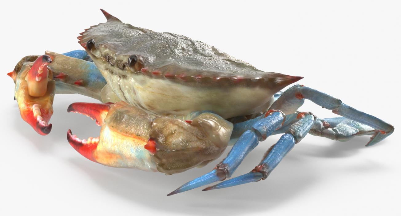 3D model Atlantic Blue Crab Rigged