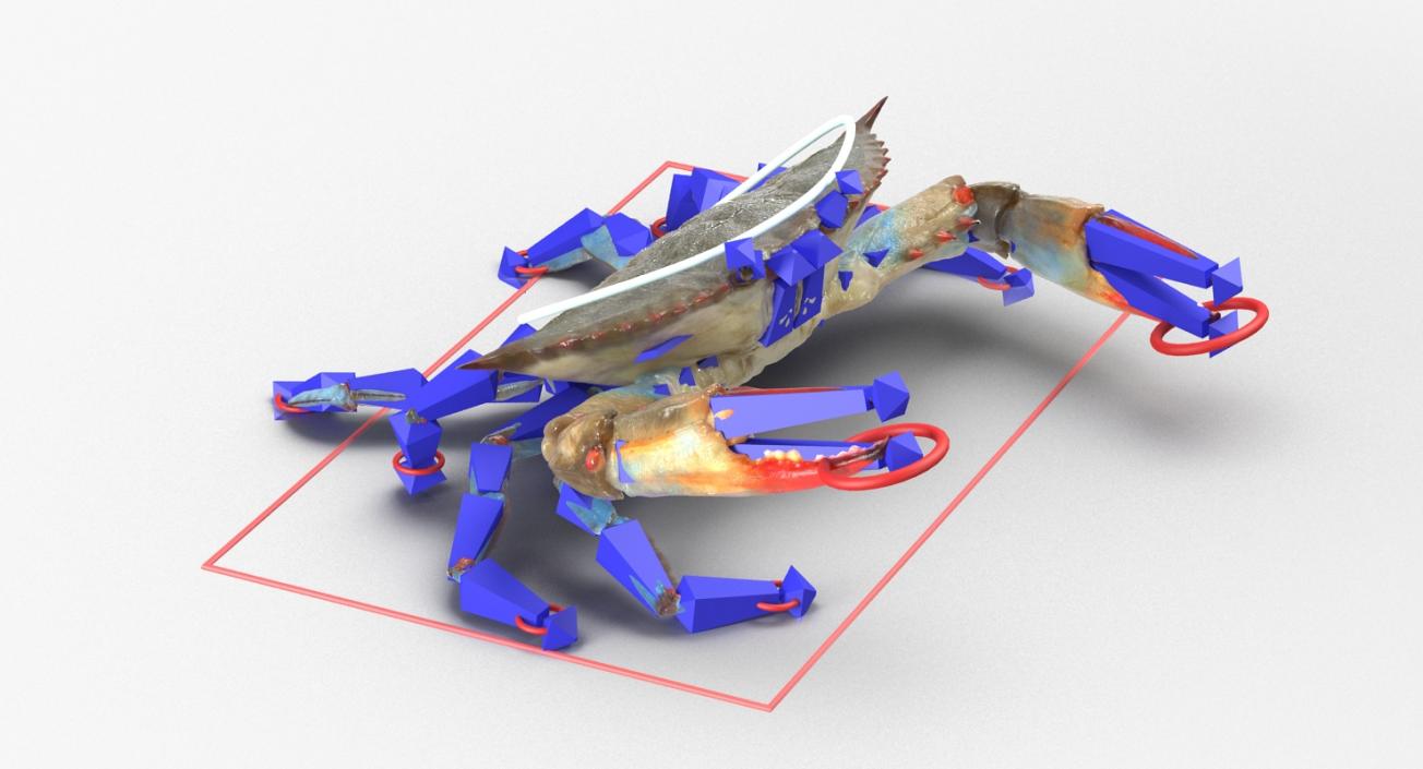 3D model Atlantic Blue Crab Rigged