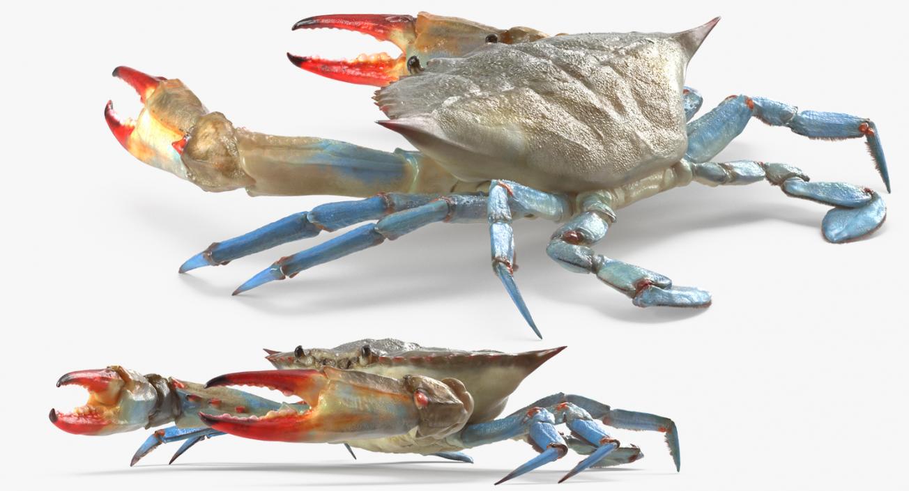 3D model Atlantic Blue Crab Rigged