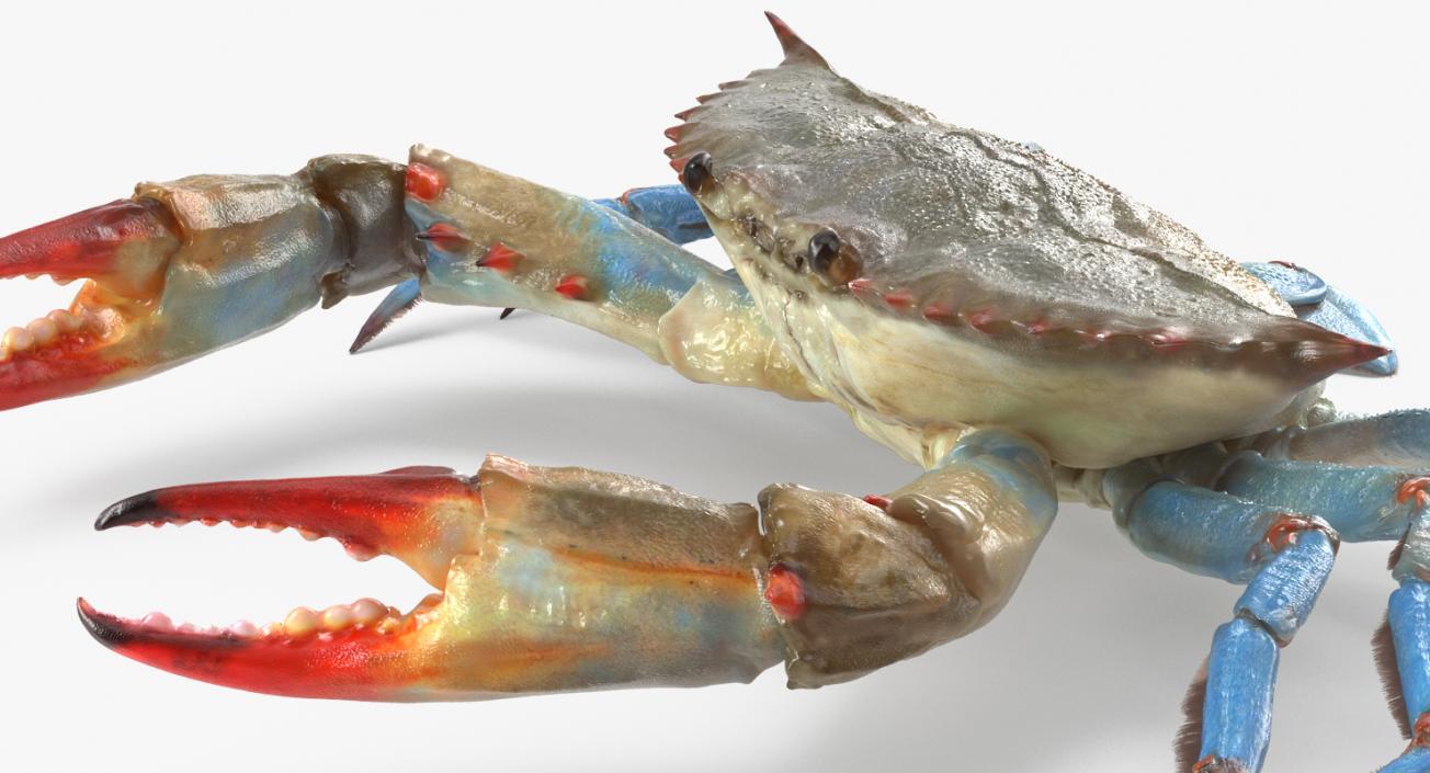 3D model Atlantic Blue Crab Rigged