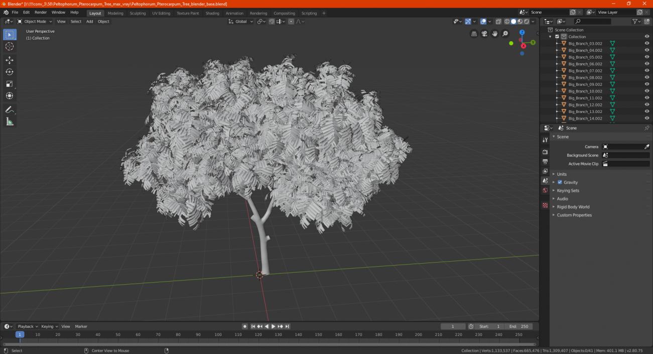 3D Peltophorum Pterocarpum Tree model