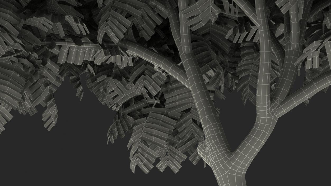 3D Peltophorum Pterocarpum Tree model