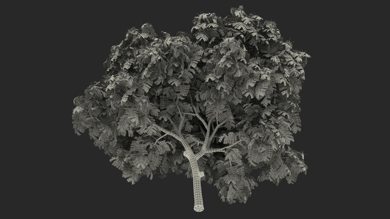 3D Peltophorum Pterocarpum Tree model