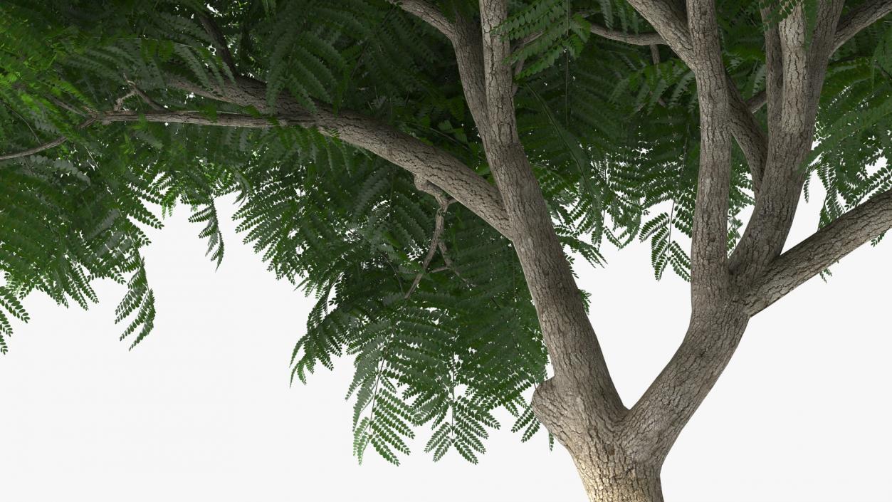 3D Peltophorum Pterocarpum Tree model